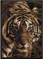 Big Cat Mayberry
